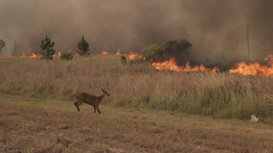 Un ciervo intenta escapar del fuego que se inició en una plantación de eucaliptos a la vera de la ruta nacional 12.