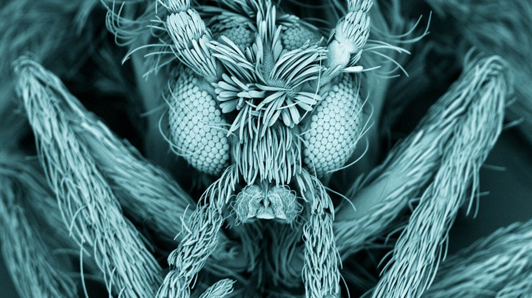 Micrografía de barrido de una mosca polilla (Psychodidae)