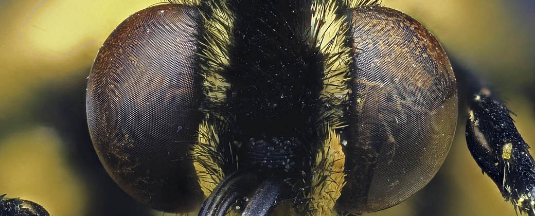 ojos compuestos de una mariposa cola de golondrina (Papilio)